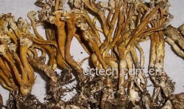 果蔬百科金蝉花保存方法-0