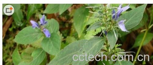 果蔬百科孩兜草-0