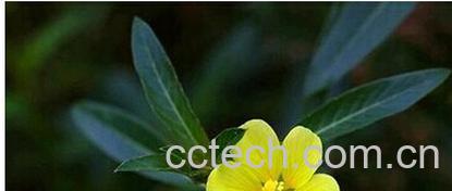 果蔬百科过塘蛇-0