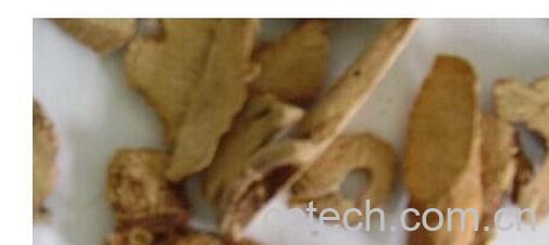 果蔬百科红李根-0