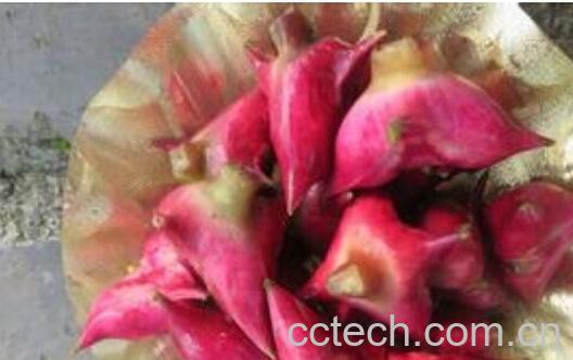 果蔬百科红菱根-0