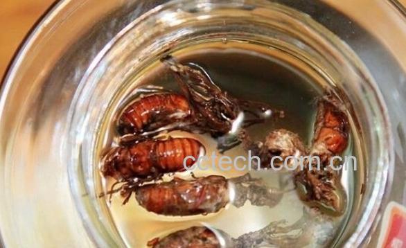 果蔬百科金蝉花泡酒-0