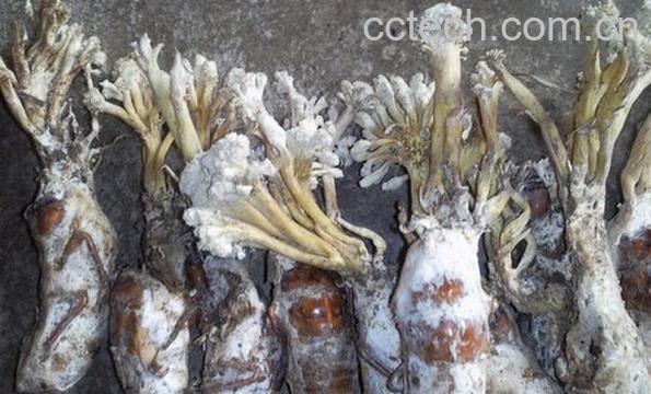 果蔬百科金蝉花-0