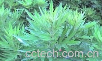 果蔬百科艾叶-0