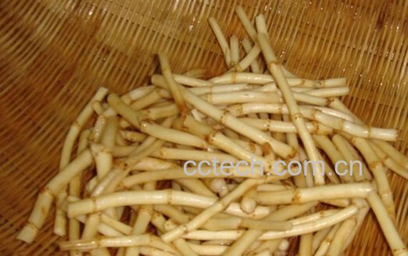 果蔬百科鱼腥草-0