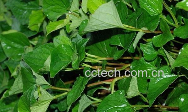 果蔬百科新鲜鱼腥草-0