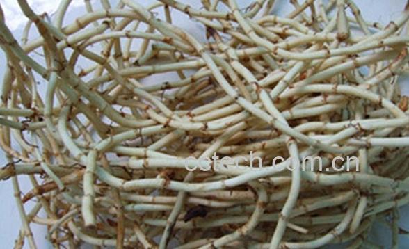 果蔬百科孕妇能吃鱼腥草么-0