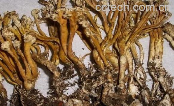 果蔬百科金蝉花-0