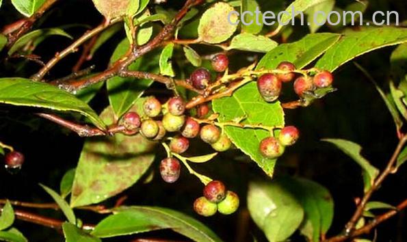 果蔬百科乌饭子-0