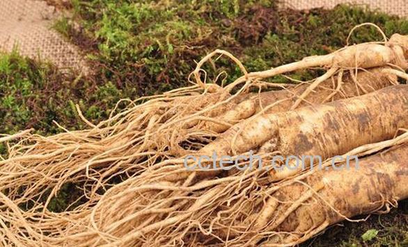 果蔬百科鲜人参如何保存-0