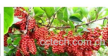 果蔬百科五味子-0