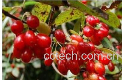 果蔬百科山茱萸-0