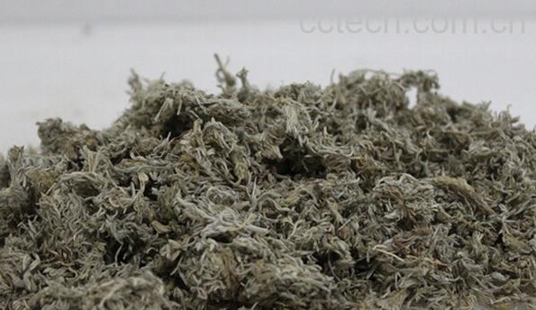 果蔬百科中药茵陈-0