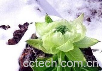 果蔬百科雪莲花-0
