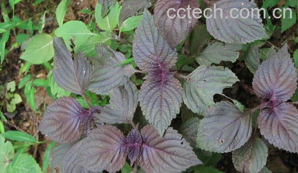 果蔬百科紫苏叶-0