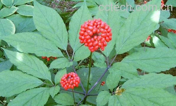 果蔬百科人参花-0