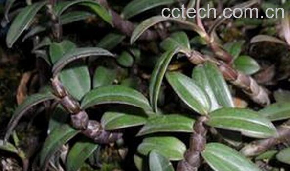 果蔬百科紫皮石斛-0