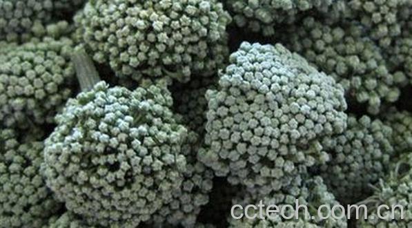 果蔬百科三七花和人参花的区别-0