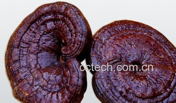 果蔬百科紫灵芝-0