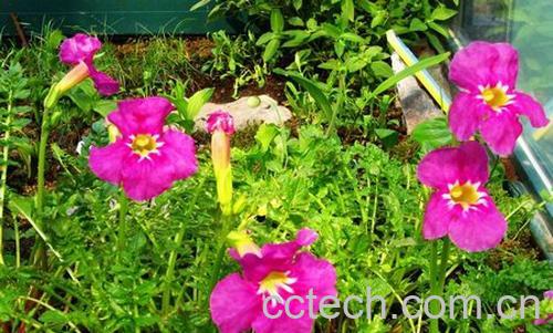 果蔬百科角蒿-0