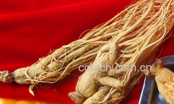 果蔬百科野山参怎么吃效果最佳-0