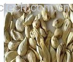 果蔬百科橘子核-0