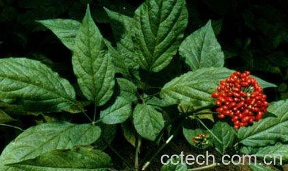 果蔬百科人参种植-0