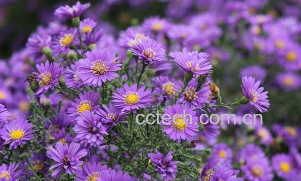 果蔬百科紫菊花-0