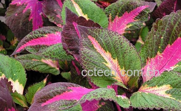 果蔬百科紫苏-0