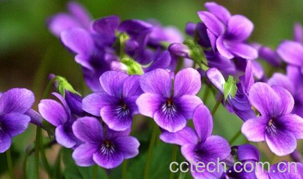 果蔬百科紫花地丁-0