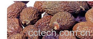 果蔬百科胖大海-0