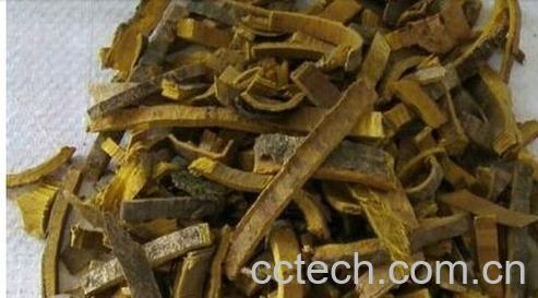 果蔬百科黄柏-0