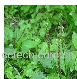 果蔬百科车前草-0