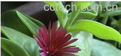 果蔬百科穿心莲-0