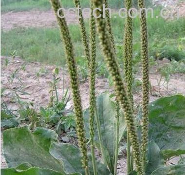 果蔬百科车前子-0