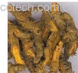 果蔬百科黄连-0