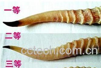 果蔬百科羚羊角-0