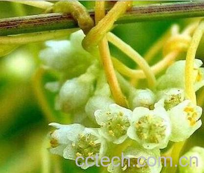 果蔬百科菟丝子-0