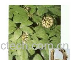 果蔬百科刺五加-0