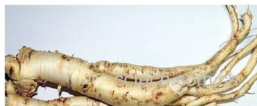 果蔬百科桔梗-0