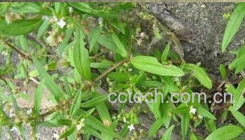 果蔬百科白花蛇舌草-0