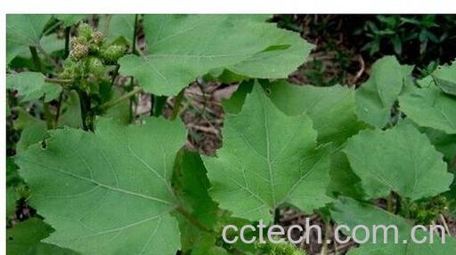 果蔬百科苍耳子-0