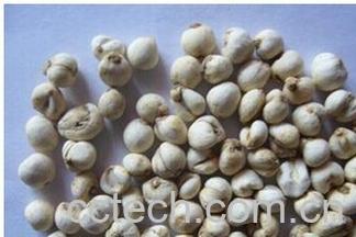 果蔬百科川贝母-0