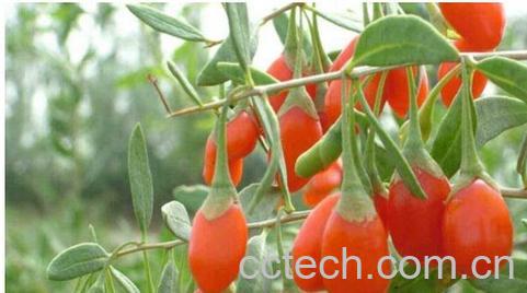 果蔬百科地骨皮-0