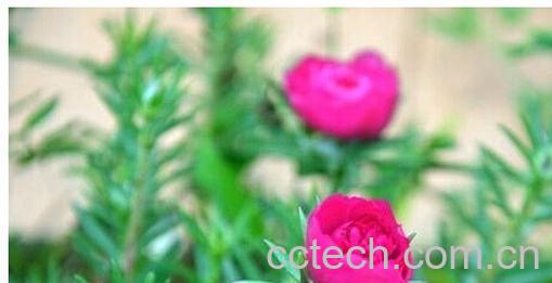 果蔬百科半枝莲-0