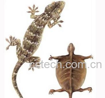 果蔬百科蛤蚧-0