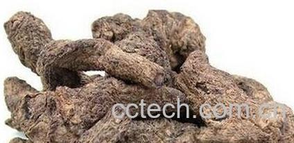 果蔬百科地黄-0