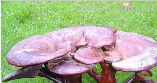 果蔬百科灵芝-0