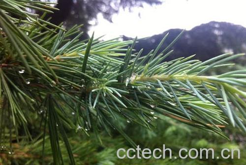 果蔬百科松针的功效与作用-0