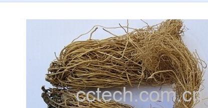 果蔬百科细辛-0